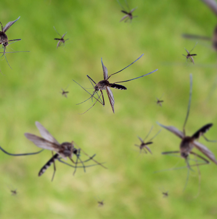 Mosquito Control